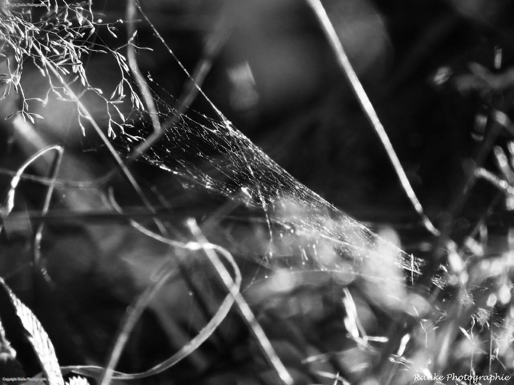 Spinnweben.jpg